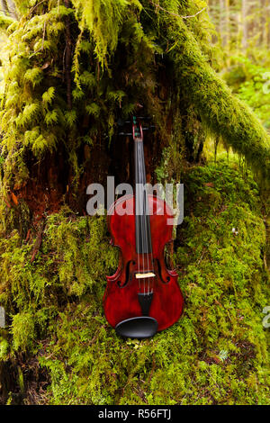 Violine im Wald Stockfoto