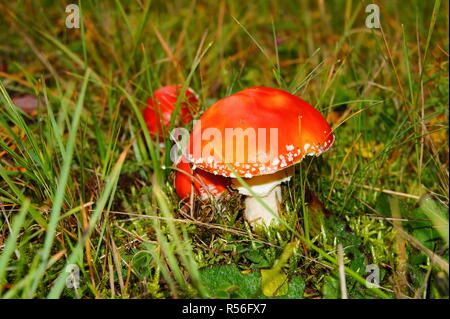 Roten Fliegenpilzen in Grün grassrnrn Stockfoto