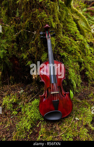 Violine im Wald Stockfoto