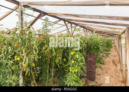 Reihen von Tomatenpflanzen im Gewächshaus. Stockfoto