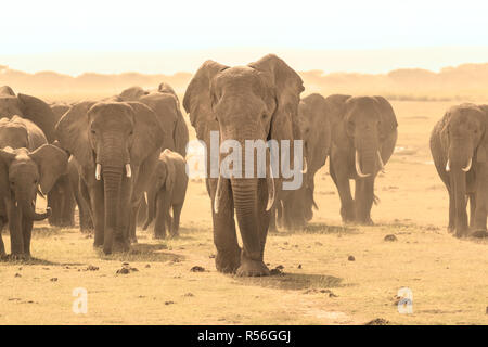 Loxodonta Africana, afrikanischer Bush Elefant. Stockfoto