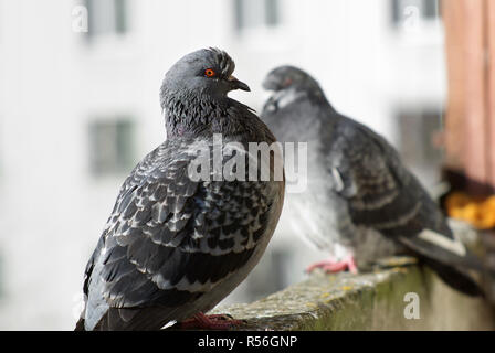 Zwei Tauben im Außenbereich Stockfoto