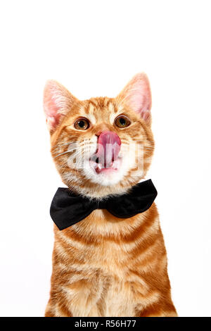 Makrele ginger Tabby kitten Tragen einer Fliege und lecken es Lippen auf weißem Hintergrund isoliert, party animal Konzept Stockfoto