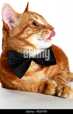 Makrele ginger Tabby kitten Tragen einer Fliege und lecken es Lippen auf weißem Hintergrund isoliert, party animal Konzept Stockfoto