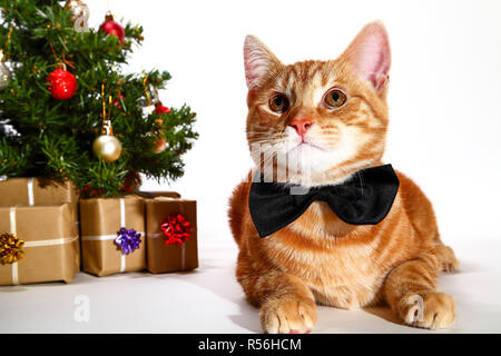 Mackerel Tabby kitten Tragen einer Fliege an der Seite einer Weihnachtsbaum und Geschenke posing Stockfoto