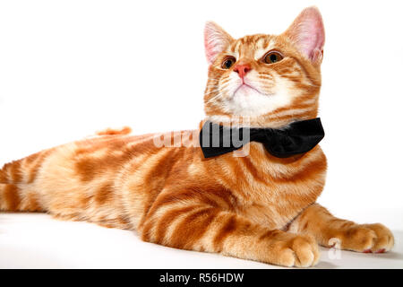 Makrele ginger tabby Kitten trägt eine Fliege auf einem weißen Hintergrund, party animal Konzept Stockfoto