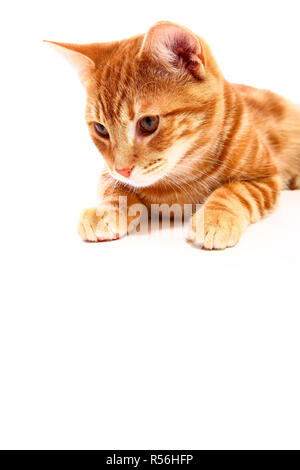 Makrele ginger tabby Kitten isoliert auf Weiss mit Platz für Kopie Stockfoto