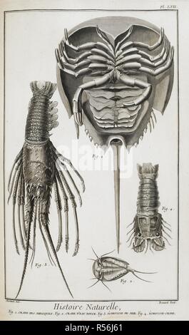 Muscheln und Krebstiere: ein Hummer, Krabben und Langusten. Recueil de Planches, sur les sciences, les arts libeÌraux, et les arts meÌchaniques, avec leur Explikation. Paris, 1762-72. Quelle: 65. G6-66. g. 4. (6) Die Platte LVII. Stockfoto