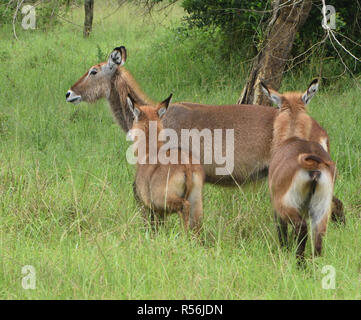 Weibchen und Jungen Ostafrikanischen defassa Wasserböcke (Kobus ellipsiprymnus defassa). Queen Elizabeth National Park, Uganda. Stockfoto