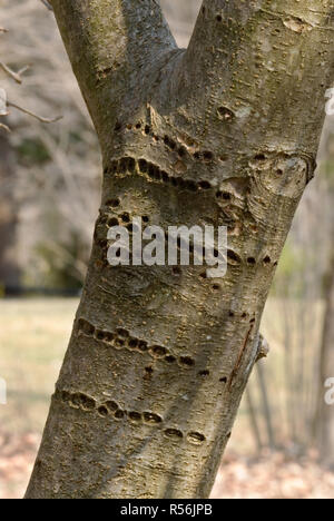 Bohrungen von Yellow-bellied Sapsucker (Sphyrapicus varius) in der Rinde von apple tree. Wenn die Bohrungen sind frisch, die Sapsucker Feeds auf Sap von t Stockfoto