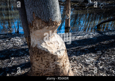 Baum Durch Biber in einem Park Schnitt Stockfoto