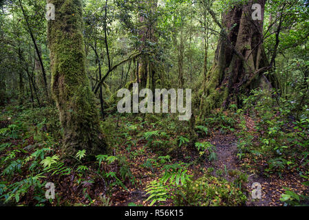 Moos alten Rotbuche (Nothofagus fusca; Māori: tawhai raunui) wachsende entlang der Milford Track im Fjordland National Park, South Island, New Stockfoto