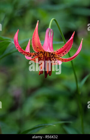 Kanadische Lilie (Lilium canadense), eine North American native Wildflower, in eine einheimische Pflanze Garten in Central Virginia USA. Stockfoto