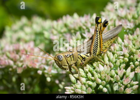 Differential Grasshopper (Melanoplus differentialis) auf sedum Blumen im Garten in Central Virginia Anfang September. Fischgrätenmuster auf Hind le Stockfoto