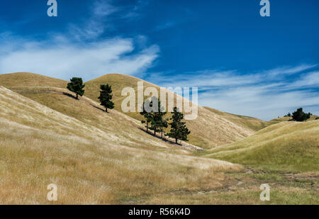 Bäume in Weiden in Canterbury Plains Region South Island, Neuseeland im Frühsommer. Stockfoto