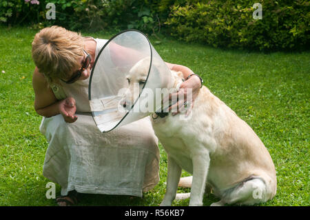 Eine Frau umarmte Labrador-Hund, die elisabethanischen Plastikkegel medizinischen Kragen um den Hals trägt, um den Wundschutz auf grüner Wiese zu schützen Stockfoto