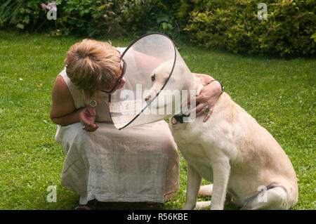 Eine Frau umarmte Labrador-Hund, die elisabethanischen Plastikkegel medizinischen Kragen um den Hals trägt, um den Wundschutz auf grüner Wiese zu schützen Stockfoto