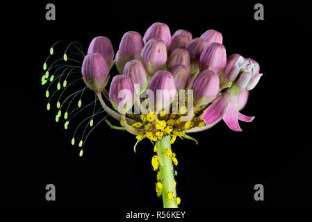 Blütenknospen Seidenpflanze (Asclepias incarnata Sumpf) geplagt mit Oleander Blattläuse (Aphis nerii). Eier von grüne florfliege (fam. Chrysopidae) sind auf der Stockfoto