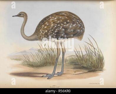 Darwinii Gould. Darwin Nandu (Rhea pennata), auch als kleineres Rhea bekannt ist, ist ein grosser flugunfähiger Vogel,. Die Gattungen der Vögel. Illustriert mit... Platten von D. W. Mitchell. London, 1844-49. Quelle: C.113. Ich. 3, Vol. III. Thema: Grau, George Robert. Mitchell, David William. Stockfoto