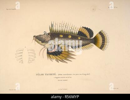 Pelor tachete. Pelor maculatum. Spiny devilfish, â € "Insel Waigiouâ €™, (Indonesien). . Voyage Autour du Monde, exÃ©cutÃ © par ordre du Roi, sur la Corvette de Sa MajestÃ © La Coquille, Pendant les annÃ©es 1822, 1823, 1824 et 1825, sous le ministÃ¨re de S.E.M.le Marquis de Clermont-Tonnerre, et publiÃ© Sous les Schirmherrschaft de Son Excellence M. le Cte.de Chabrol, Ministre de la Marine et Des Colonies par L.I. Duperrey... Capitaine de Frías © Gate, Kommandant de l'expÃ©dition. Histoire Naturelle, Zoologie. Atlas. Paris: Arthus Bertrand, libraire-Ã©diteur ..., 1826. Louis-Isidore Duperrey geboten Stockfoto