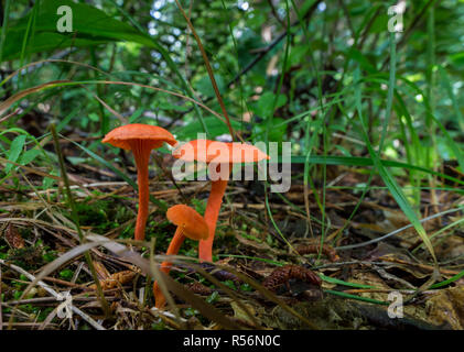Fading scarlet wächserne cap Pilze auf Waldboden im Zentrum von Virginia. Stockfoto