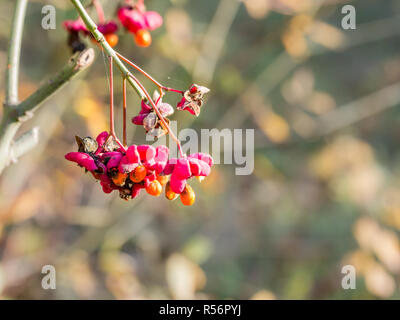 Bunter Haufen Früchte der Europäischen spindletree, Euonymus europaeus, im Herbst, Niederlande Stockfoto