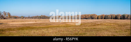 Panorama von getrockneten, Pool mit Hochlandrinder und Reihe von Bäumen im Herbst im Naturschutzgebiet Laarder Wasmeer, Laren, Niederlande Stockfoto