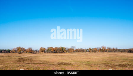 Panorama von getrockneten, Pool und die Reihe der Bäume im Herbst im Naturschutzgebiet Laarder Wasmeer, Laren, Niederlande Stockfoto