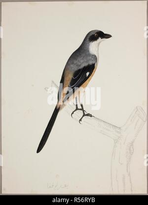 Gray-Backed Shrike. c 1824. Gray-Backed Shrike (Lanius Tephronotus"). Aus einem Album mit 51 Zeichnungen von Vögeln und Säugetieren an Bencoolen, Sumatra, für Sir Stamford Raffles. Aquarell. Ursprünglich veröffentlichte/in c 1824 produziert. . Quelle: NHD, 47/30. Autor: Briois, J. Stockfoto