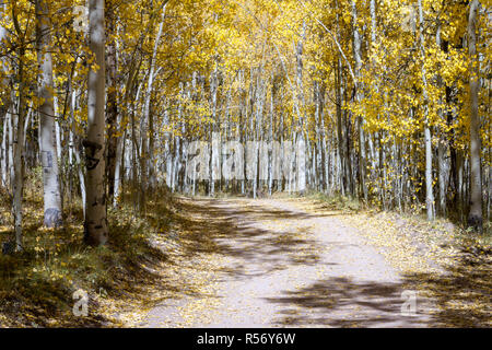 Schmutz der Straße schlängelt sich durch einen dichten Wald von Goldgelb Aspen Bäume in einem bunten Colorado Herbst Landschaften Szene auf Kenosha Pass Stockfoto