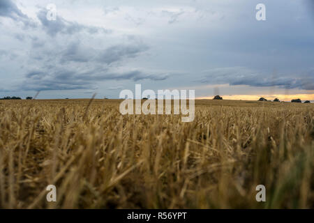 Ein Feld mit Getreide Stroh an der Küste der Ostsee in Schleswig-Holstein, Deutschland 2018. Stockfoto