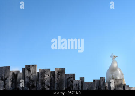 Peacock sitzt auf Zaun Stockfoto