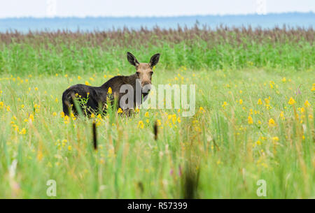 Weibliche europäische Elch (Alces alces) in den Sümpfen der Biebrza Nationalpark, Polen. Stockfoto