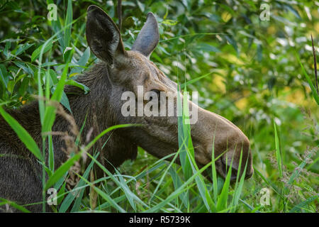 Portrait einer weiblichen Europäischen Elch (Alces alces) im Biebrza Nationalpark, Polen. Juli, 2017. Stockfoto