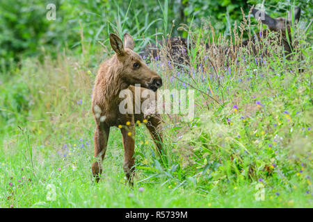 Europäische Elch (Alces alces) Kalb in Biebrza Nationalpark, Polen. Stockfoto