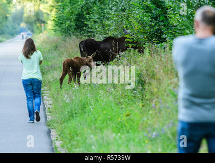 Weibliche europäische Elch (Alces alces) und ihr Kalb Nahrungssuche auf der Seite einer Straße in Biebrza Nationalpark, während von Touristen fotografiert werden. Stockfoto