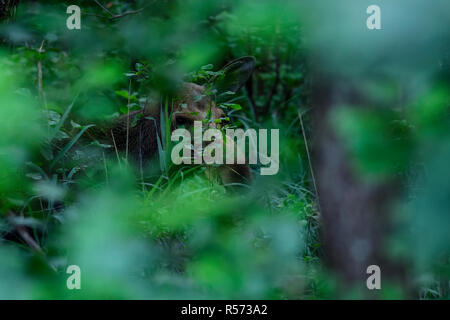 Weibliche europäische Elch (Alces alces) versteckt sich zwischen dem Laub im Biebrza Nationalpark, Polen. Juli, 2017. Stockfoto