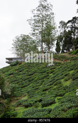 Cameron Highlands, Malaysia - 30. Dezember 2016: Sungai Palas BOH Tea House, einer der am meisten besuchten Tea House von Touristen in Cameron Highland, Malaysi Stockfoto