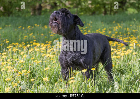 Seitliche Sicht auf den riesigen schwarzen Schnauzer Hund heult. Stockfoto