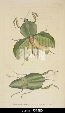 Mantis Strumaria. Gottesanbeterin. . Vivarium Naturae sive rerum naturalium... icones ad ipsam depictae naturam et descriptÃ ¦. - Die Naturforscher' Miscellany oder farbige Abbildungen der natürlichen Objekte gezeichnet und beschrieben ... aus der Natur. London: Nodder & Co., 1789-1813. Quelle: 44. b 20 Platte 95. Autor: SHAW, George. Nodder, Frederick Polydore. Stockfoto