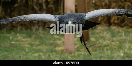 Porträt der chilenischen Blue Eagle, auch als Schwarz-chested Bussard bekannt - Adler im Flug Stockfoto