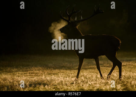 Red Deer (Cervus elaphus) Rothirsch in Hintergrundbeleuchtung während der Brunftzeit im Richmond Park, London fotografiert. Stockfoto