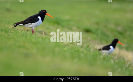 Paar eurasischen Austernfischer (Haematopus ostralegus) auf dem Campus der Universität Wageningen & Forschung, Wageningen, Niederlande. Stockfoto