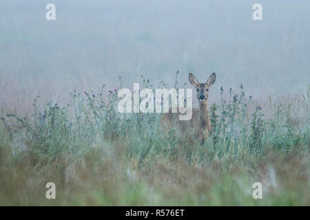 Weibliche Rehe (Capreolus capreolus) auf einer Wiese an einem nebligen Morgen im Nordosten von Polen. Stockfoto