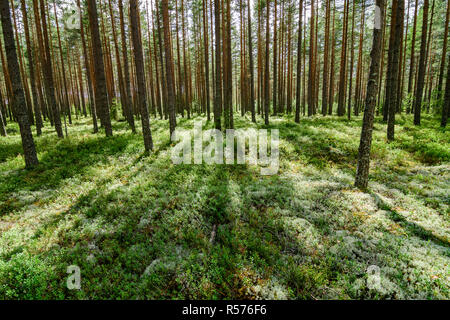 Kiefernwald in Südschweden Stockfoto
