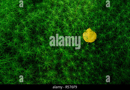 Gelb birke Blatt auf Haar Moss in Südschweden liegt. Stockfoto