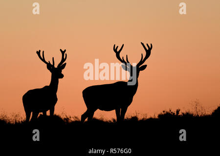 Silhouette zwei Rotwild (Cervus elaphus) Männer gegen eine orange Sonnenuntergang Himmel auf der Veluwe, Niederlande. Stockfoto