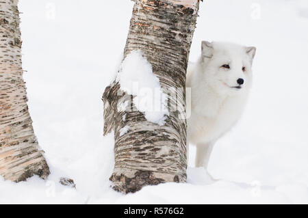 Arctic fox (Alopex lagopus) standing next to a birch tree in the snow in Polar Zoo, Norway. Stockfoto