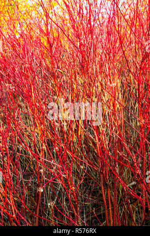 Cornus alba pumila Hartriegel hat leuchtend rote Zweige im Winter. Fügt Farbe im Winter, wenn die Blätter alle Heruntergefallen Stockfoto