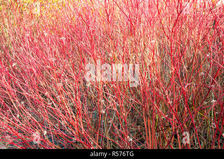 Cornus alba pumila Hartriegel hat leuchtend rote Zweige im Winter. Fügt Farbe im Winter, wenn die Blätter alle Heruntergefallen Stockfoto